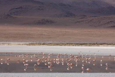 Reserva Eduardo Avaroa, Laguna Hedionda