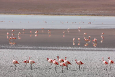 Reserva Eduardo Avaroa, Laguna Hedionda