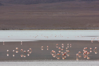 Reserva Eduardo Avaroa, Laguna Hedionda