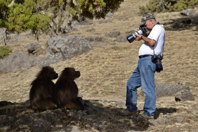 Simien Mountain, with Gelada Baboons