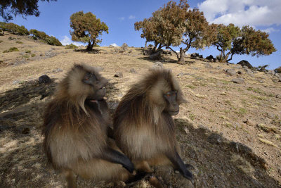 Simien Mountain, Gelada Baboons