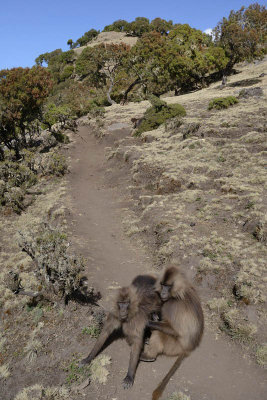 Simien Mountain, Gelada Baboons