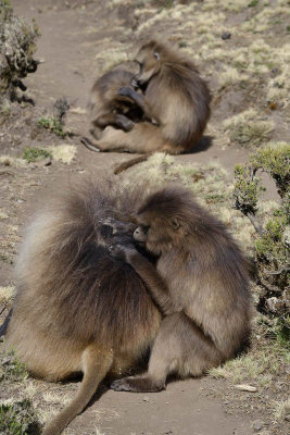 Simien Mountain, Gelada Baboons