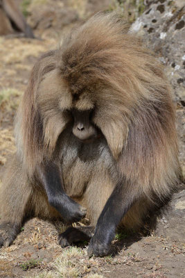 Simien Mountain, Gelada Baboon