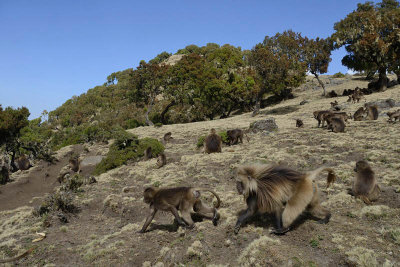 Simien Mountain, Gelada Baboons