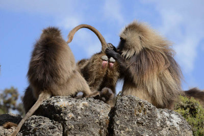 Simien Mountain, Gelada Baboons