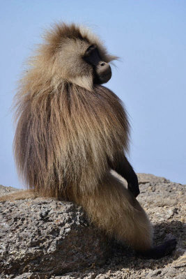 Simien Mountain, Gelada Baboon