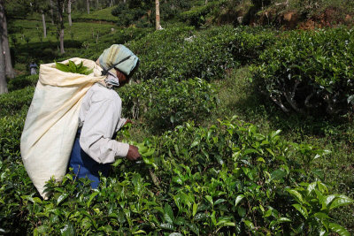 Tea plantation