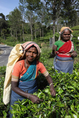 Tea plantation