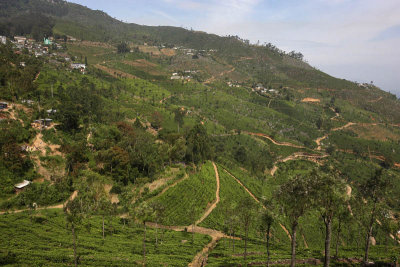 Tea plantation