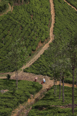 Tea plantation along A2