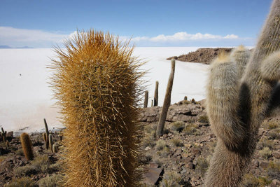 Incahuasi Island, Uyuni Salar