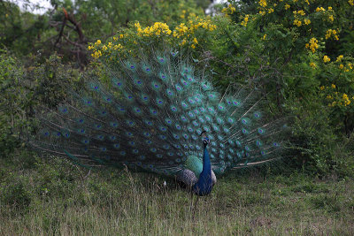 Peacock at Yala