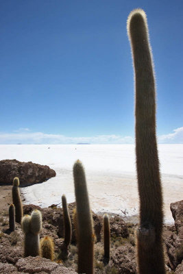 Incahuasi Island, Uyuni Salar