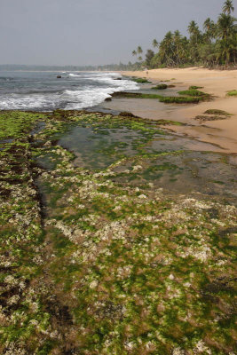 Tangalle beach