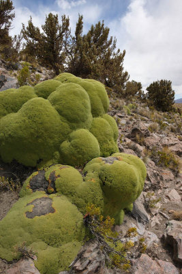 Sajama National Park