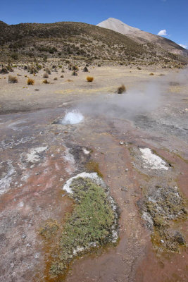 Sajama National Park, Geyser Field