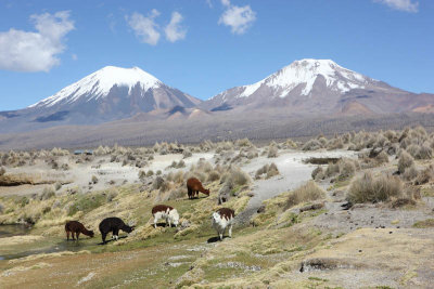 Sajama National Park, Parinacota and Pomerape