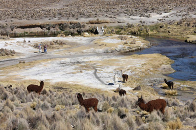 Sajama National Park, near Sajama village