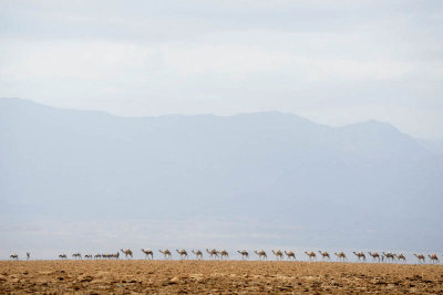 Near Hamedela, camel caravan