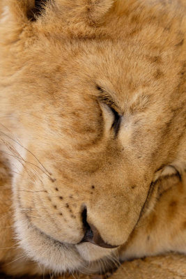 Lion cub, Lion Safari Park