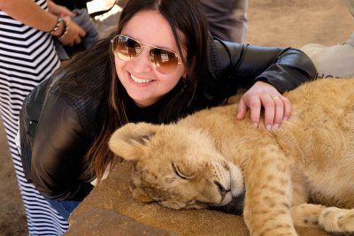 Interaction with lion cub at Lion Safari Park