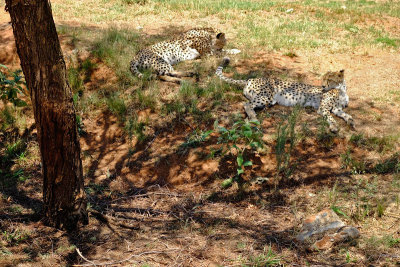 Cheetahs, Lion Safari Park