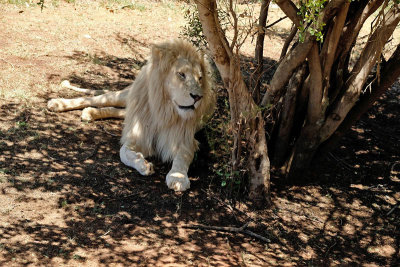 Lion, Lion Safari Park