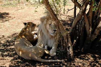 Lions, Lion Safari Park