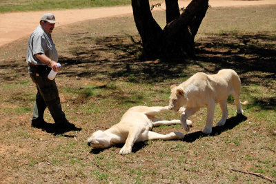 Lionesses, Lion Safari Park