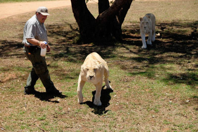 Lionesses, Lion Safari Park