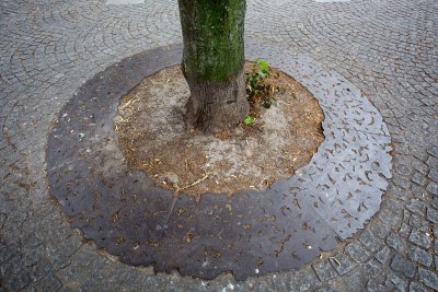 IMG_5950.jpg