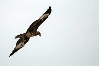 Brahminy Kite (juvenile)