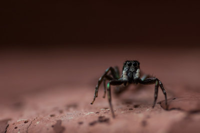 Jumping Spider