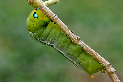Caterpillar Hawk Moth