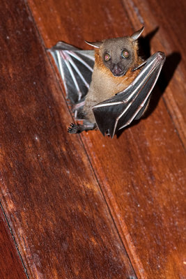 Lesser short-nosed fruit bat ♂