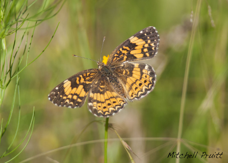 Gorgone Checkerspot