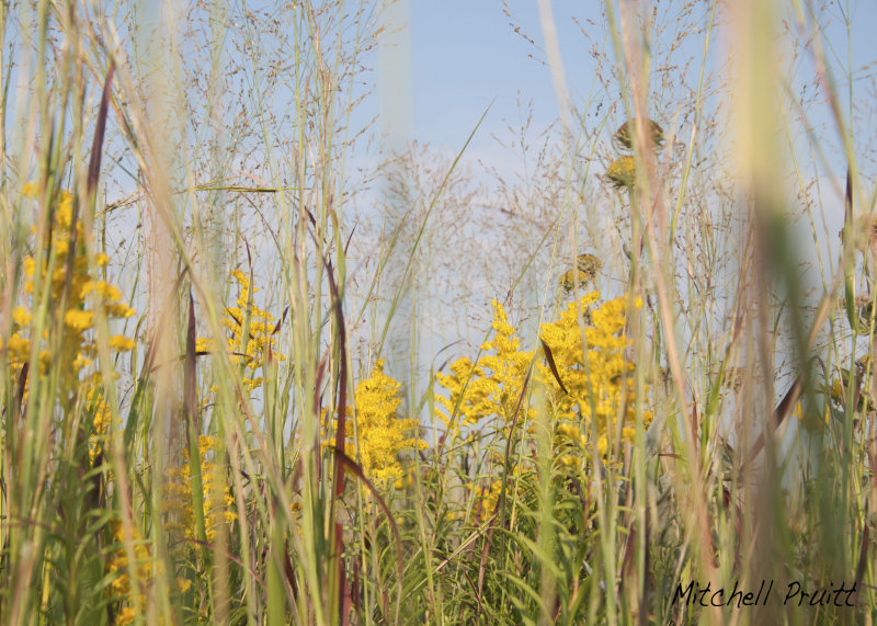 Goldenrod Jungle