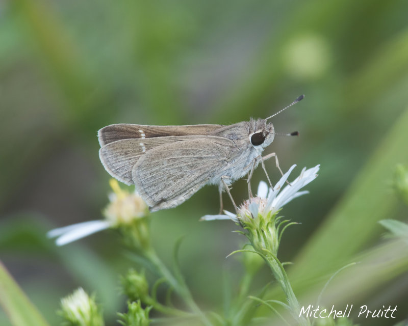 Eufala Skipper