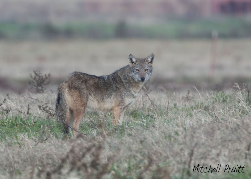 Coyote