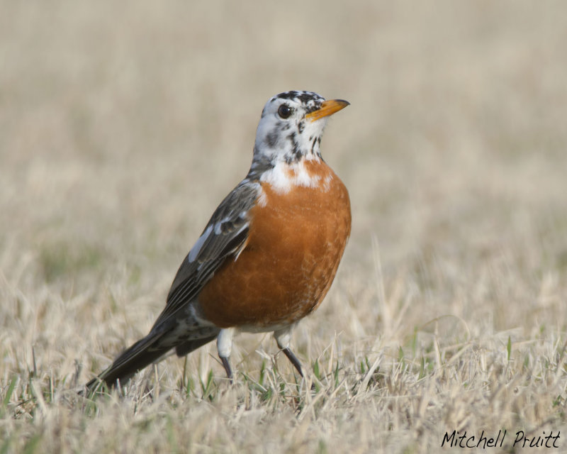 American Robin