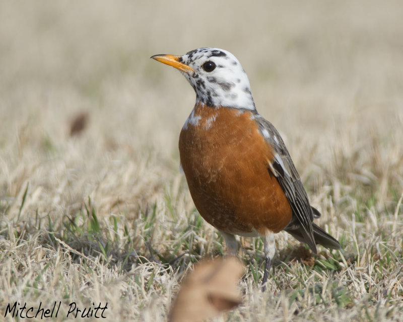American Robin