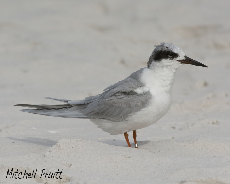 Forsters Tern--Banded