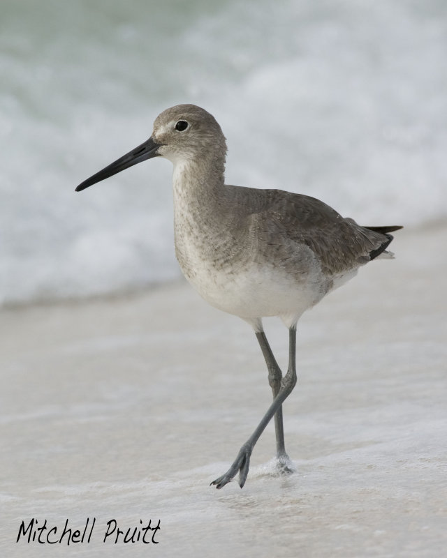 Willet