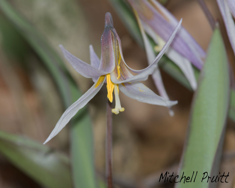 Prairie Trout Lily--Erythronium mesochoreum