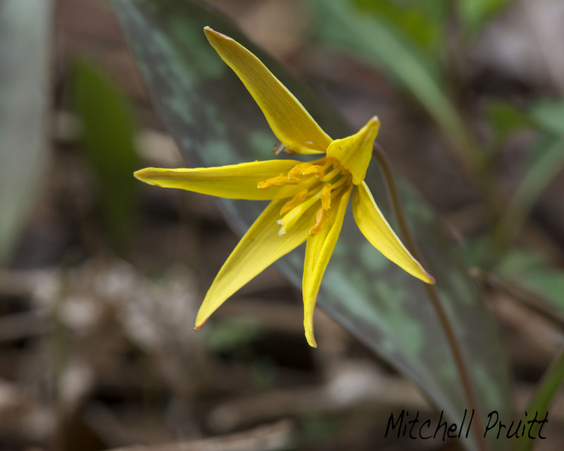 Yellow Trout Lily--Erythronium rostratum