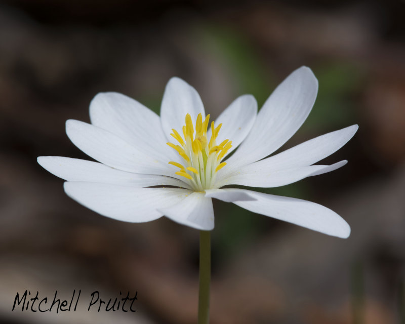 Bloodroot--Sanguinaria canadensis