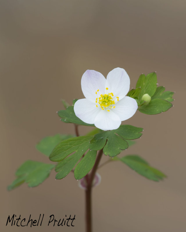 False Rue Anemone--Isopyrum biternatum