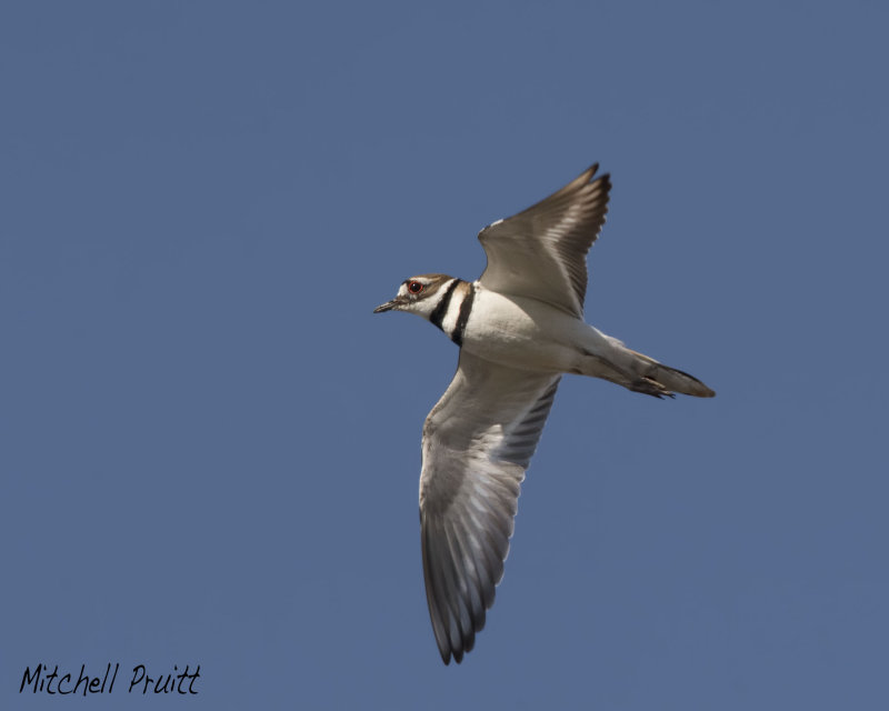Killdeer