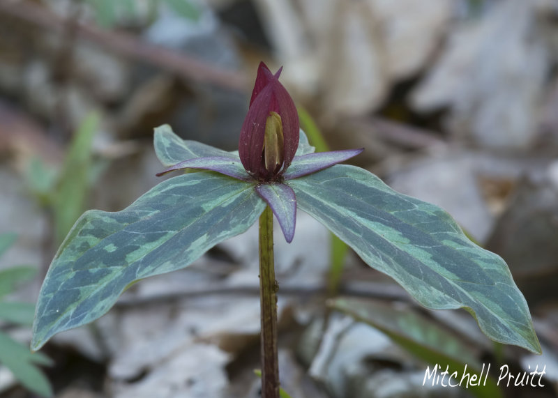 Sessile Trillium--Trillium sessile